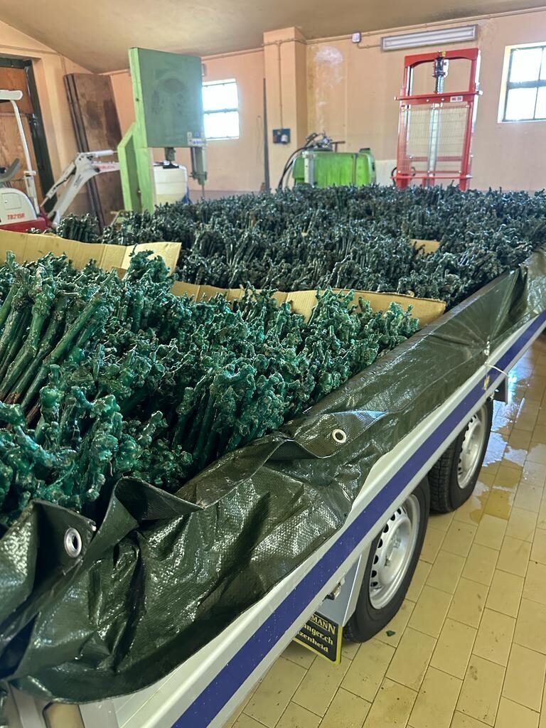 vines on trailer ready for planting