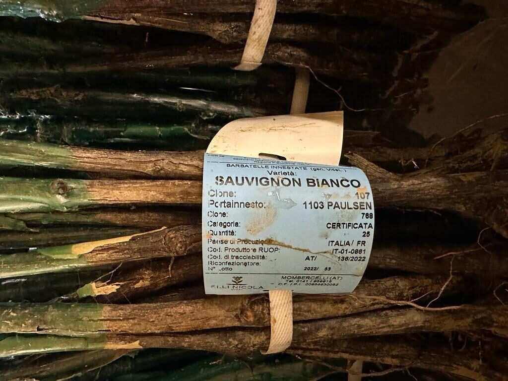 label on Sauvignon Bianco vines ready to be planted