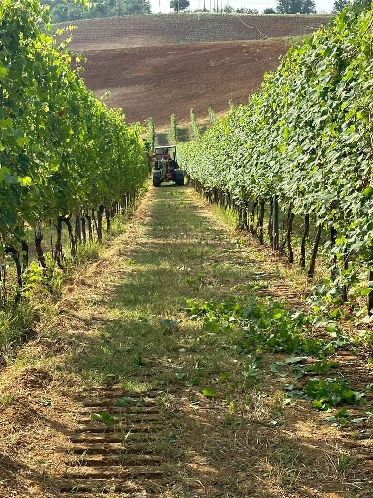 work in the vineyard Tenuta CostaRossa