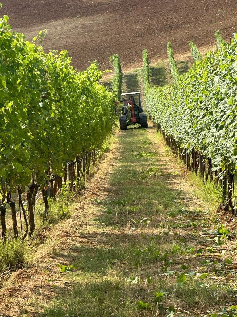 work in the vineyard Tenuta CostaRossa
