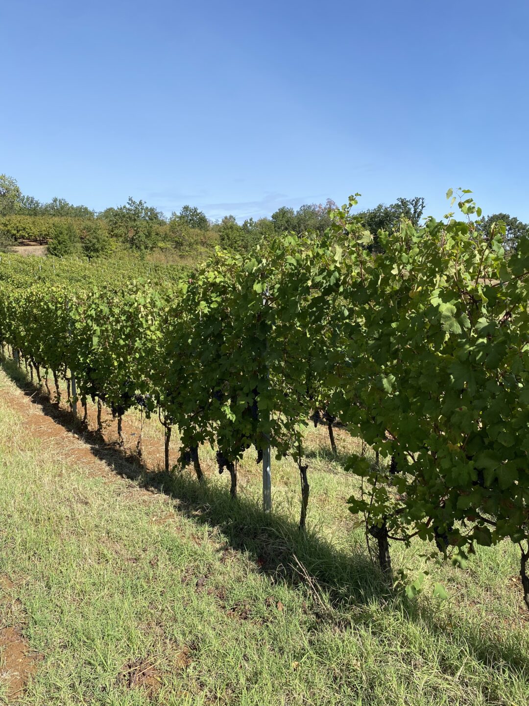 Rows of vine