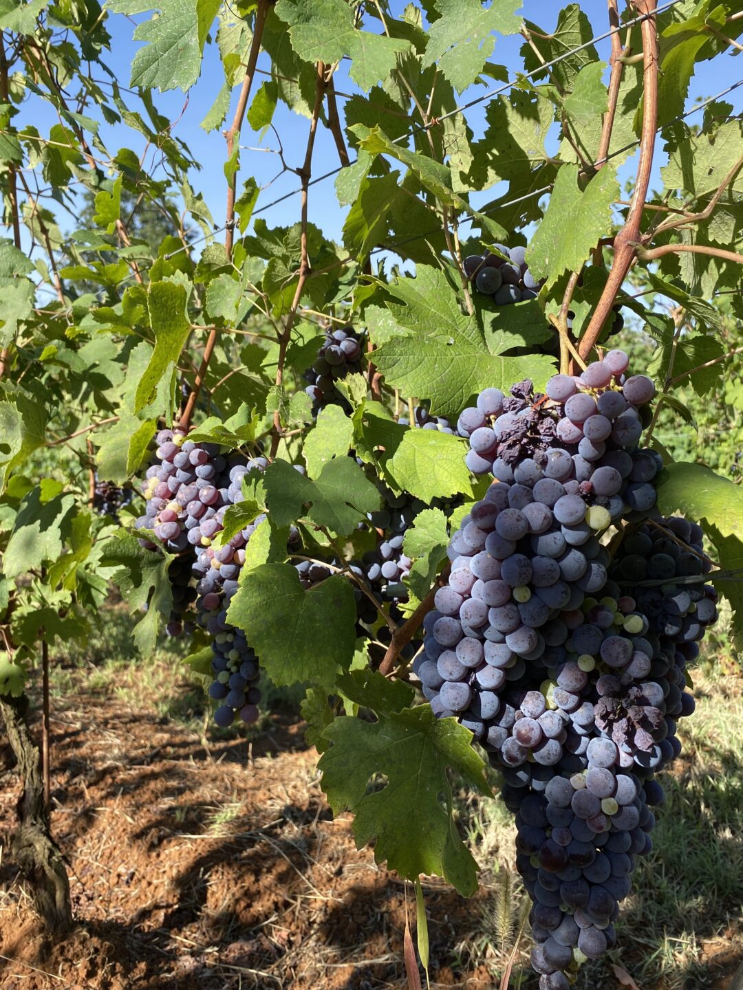 Nebbiolo Grapes on vine