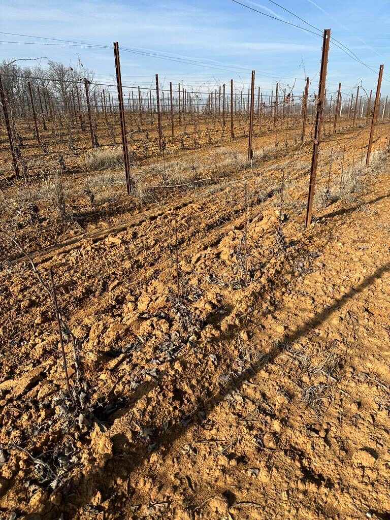 Vineyard in February