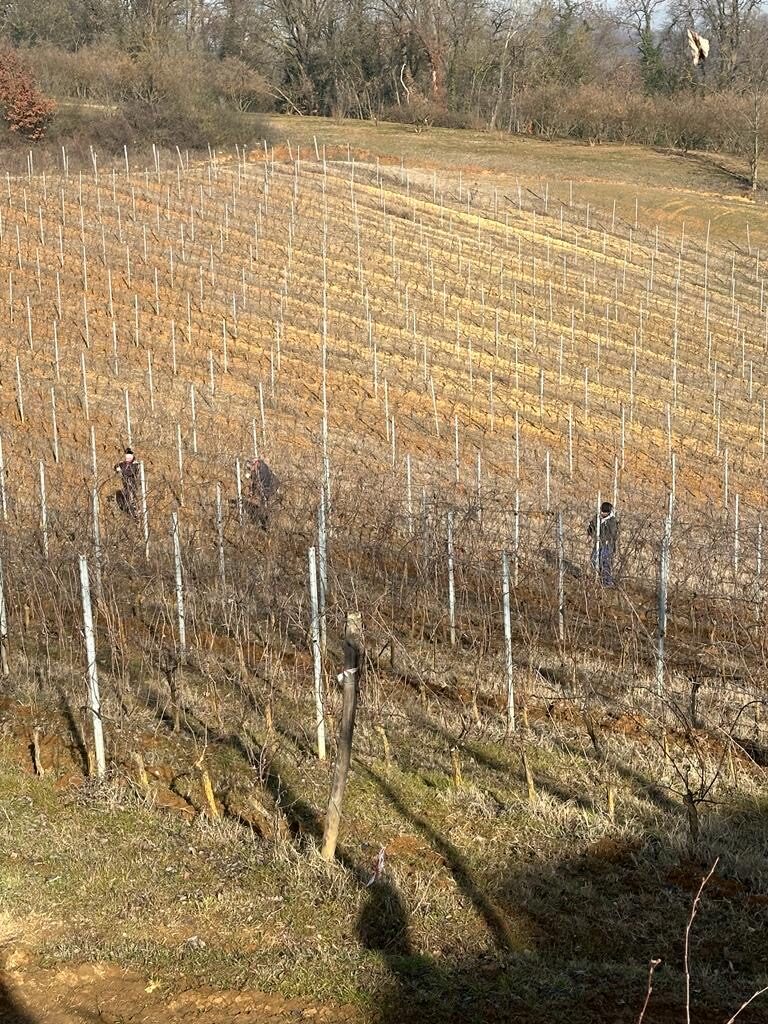 Vineyard in February - workers making the wintercut