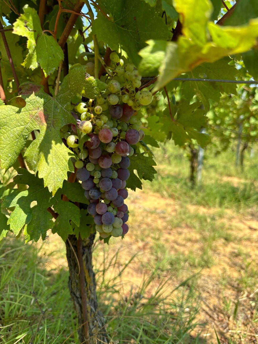 The Nebbiolo grapes start coloring, hopefully the weather will be balmy for a good harvest