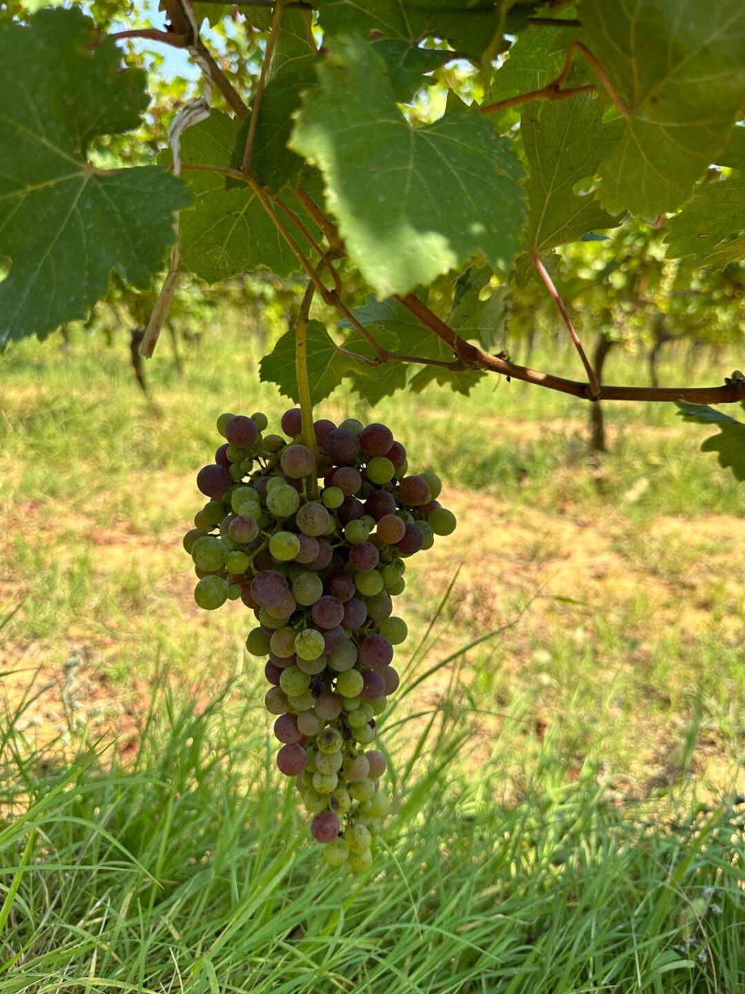 The Nebbiolo grapes start coloring, hopefully the weather will be balmy for a good harvest