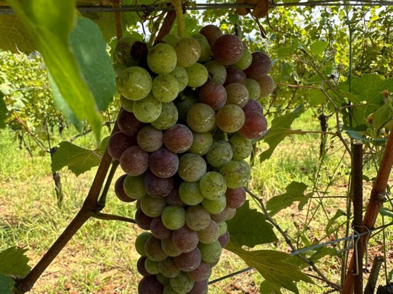 The Nebbiolo grapes start coloring in Tenuta CostaRossa