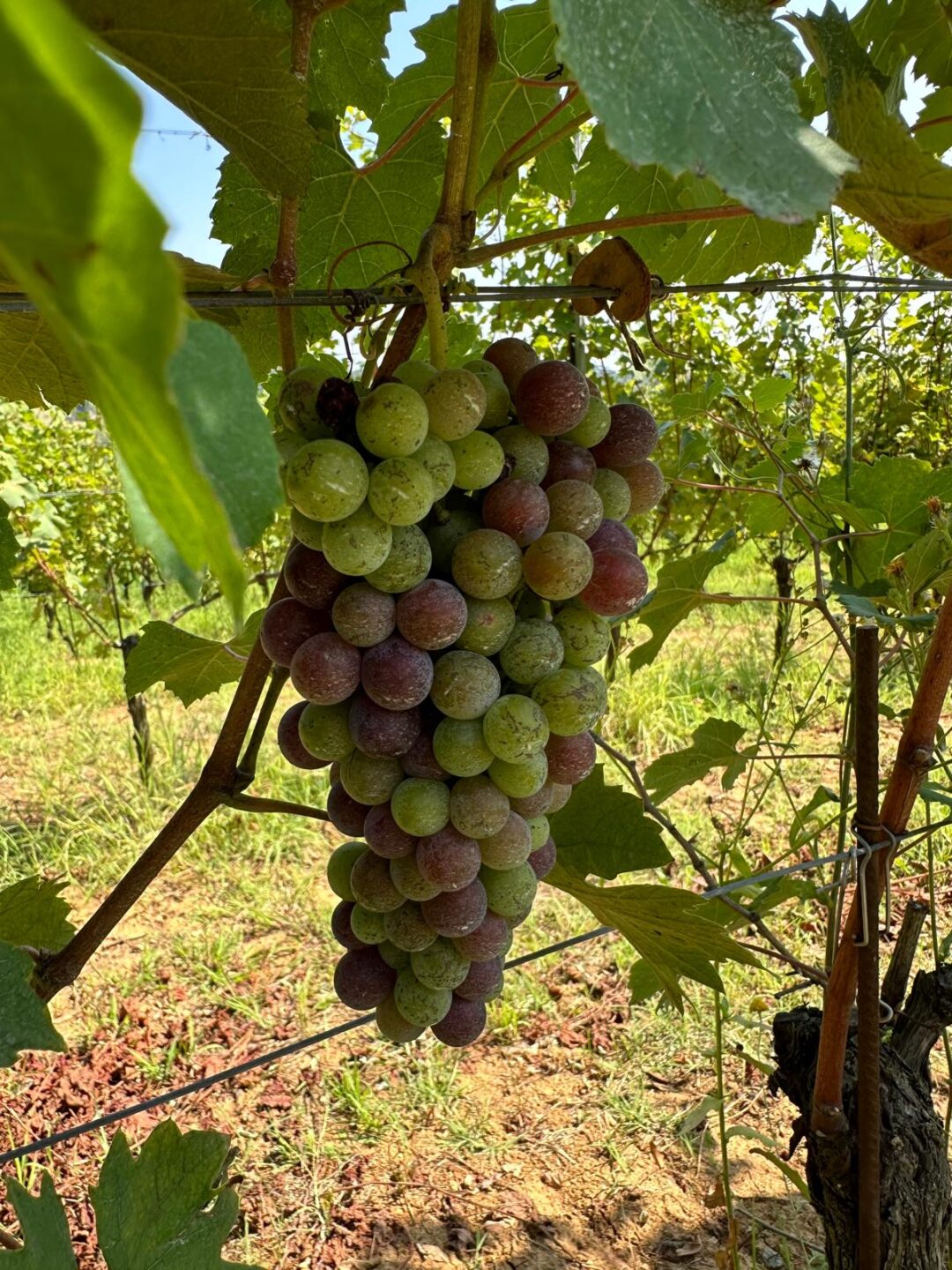 The Nebbiolo grapes start coloring in Tenuta CostaRossa