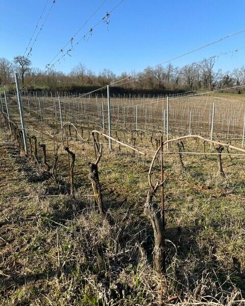 vineyard in February in the Monferrato hills in Piedmont