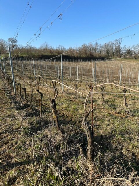 vineyard in February in the Monferrato hills in Piedmont
