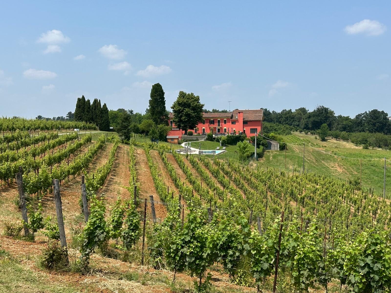 vineyards of Tenuta CostaRossa