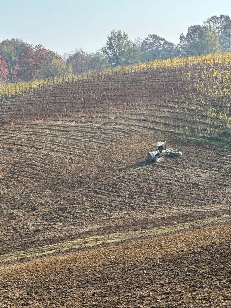 tractor planting Barbera d'Asti vines