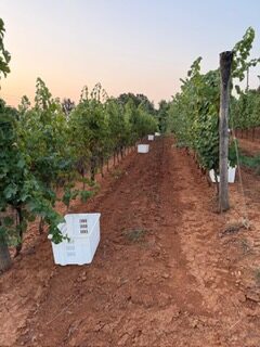 boxes waiting to be filled with Sauvignon Bianco grapes