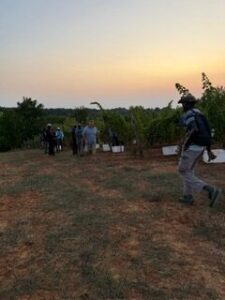 getting ready for the harvest of the Sauvignon Bianco grapes.